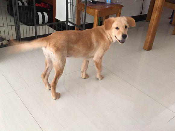 1500买的金毛,养了三个月之后,大家帮忙看看我是不是被骗了