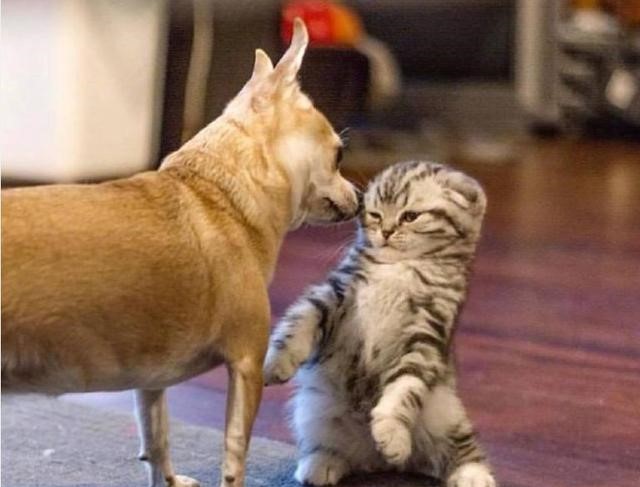 小奶猫和小狼猫分别被强吻后的反应 真是绝了