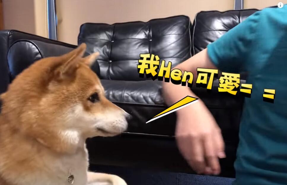 超自恋的柴犬 说不可爱就肉拳攻击