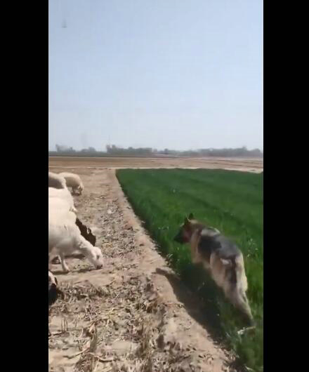 羊:吃一口怎么了 皮一下很开心