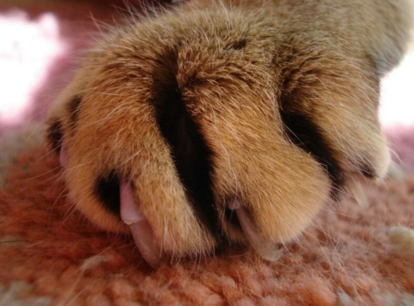 猫爪X光 骨折了吗？有点可爱怎么回事