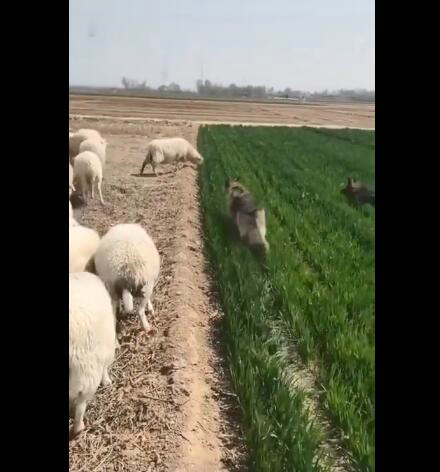 羊:吃一口怎么了 皮一下很开心