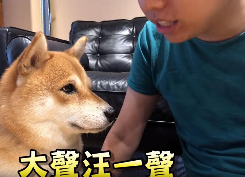 超自恋的柴犬 说不可爱就肉拳攻击