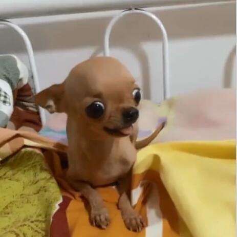 为什么那么多人讨厌吉娃娃?