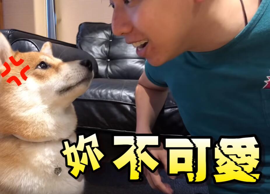 超自恋的柴犬 说不可爱就肉拳攻击