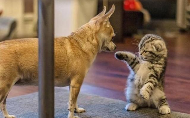 小奶猫和小狼猫分别被强吻后的反应 真是绝了