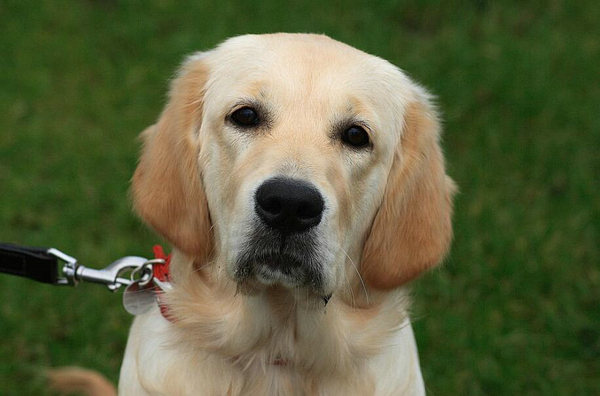 狗能听懂人话吗? 狗听到狗肉汤会害怕是怎么回事