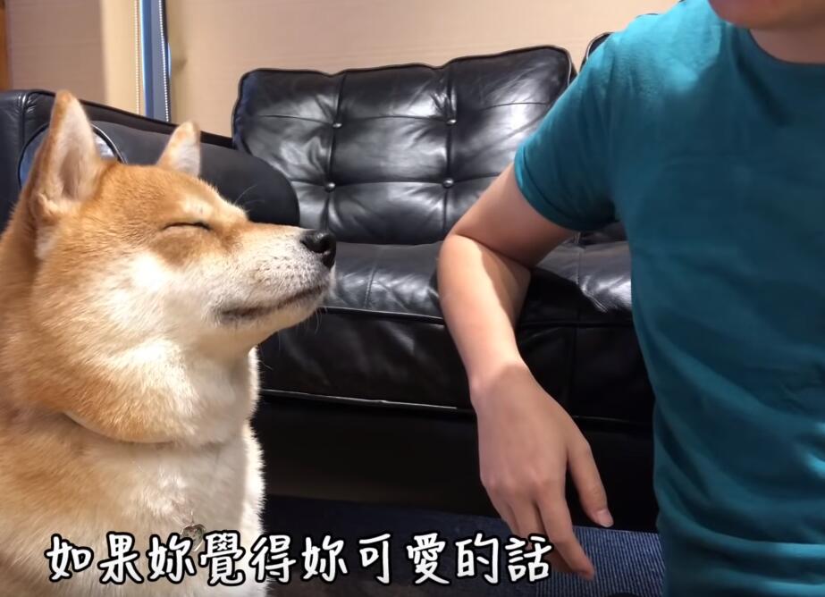 超自恋的柴犬 说不可爱就肉拳攻击