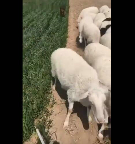 羊:吃一口怎么了 皮一下很开心