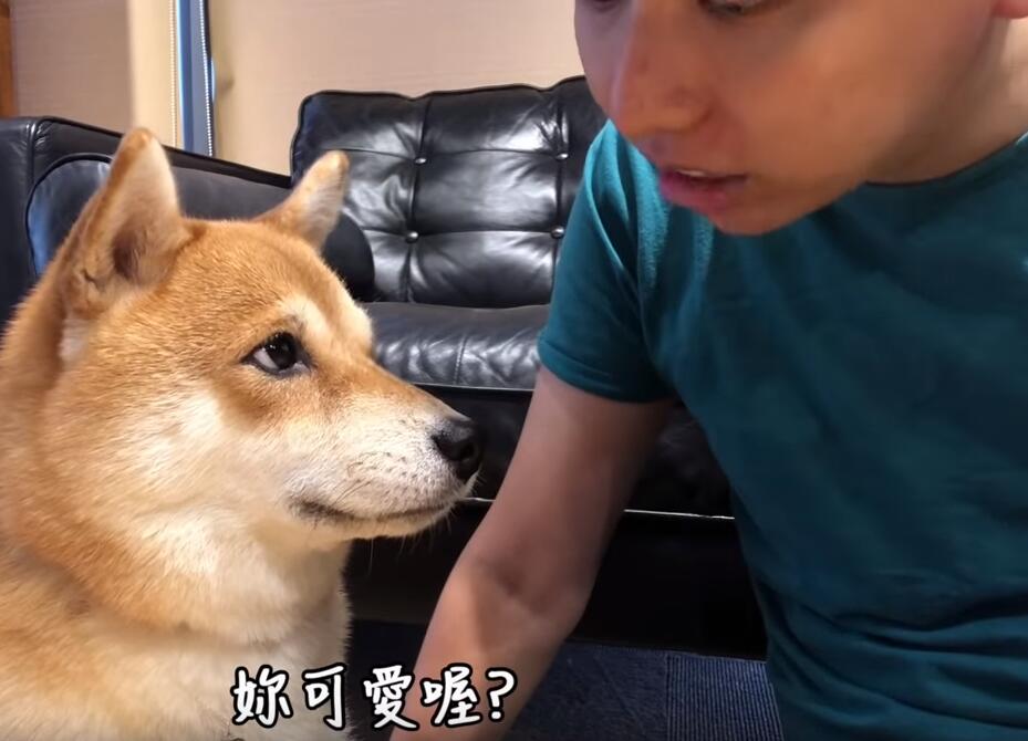 超自恋的柴犬 说不可爱就肉拳攻击