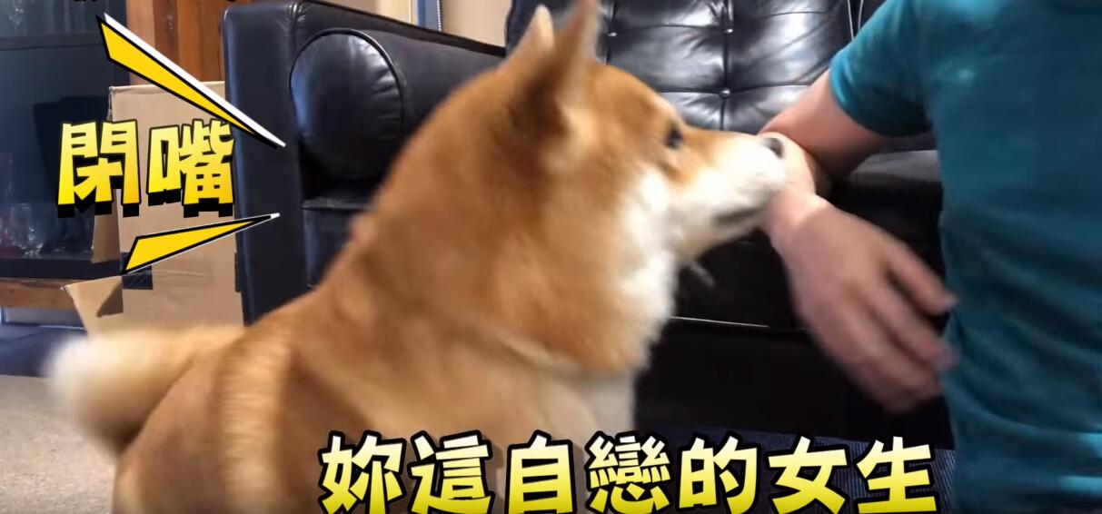 超自恋的柴犬 说不可爱就肉拳攻击