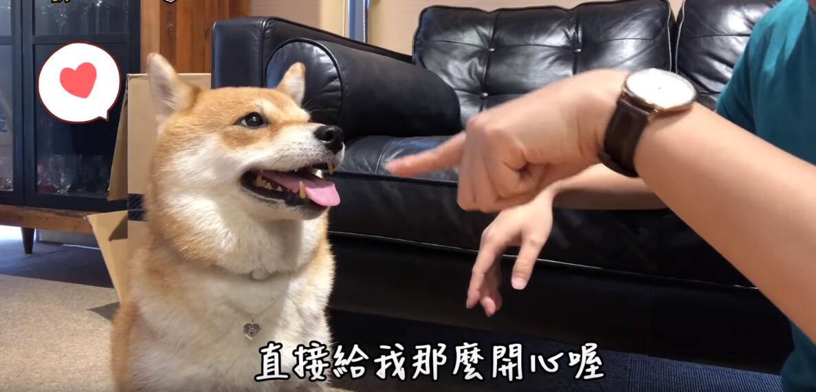 超自恋的柴犬 说不可爱就肉拳攻击