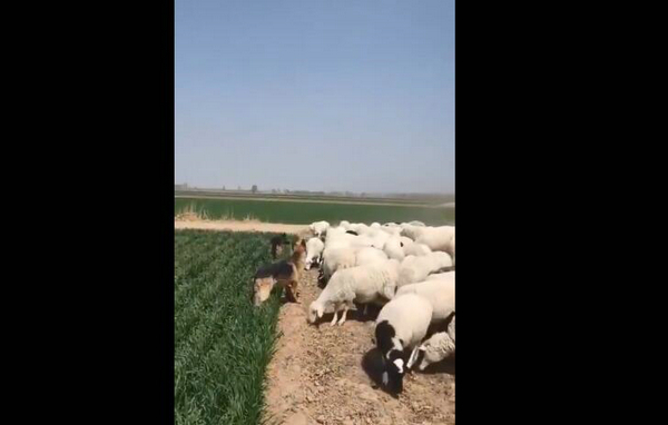 羊:吃一口怎么了 皮一下很开心