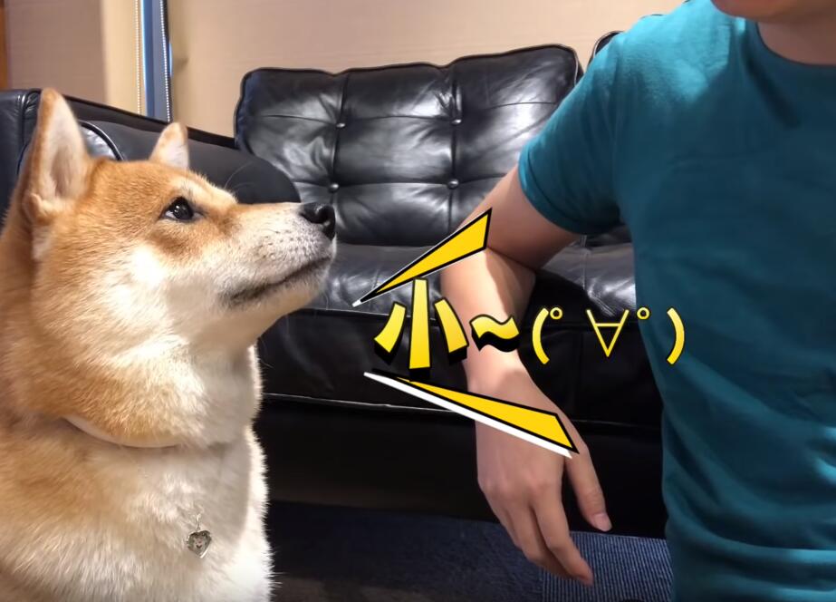 超自恋的柴犬 说不可爱就肉拳攻击