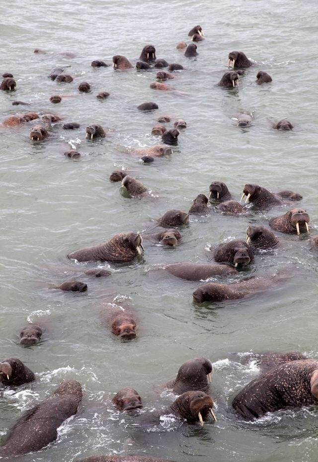 海象因全球变暖跌落山崖 人类的错都要动物买单