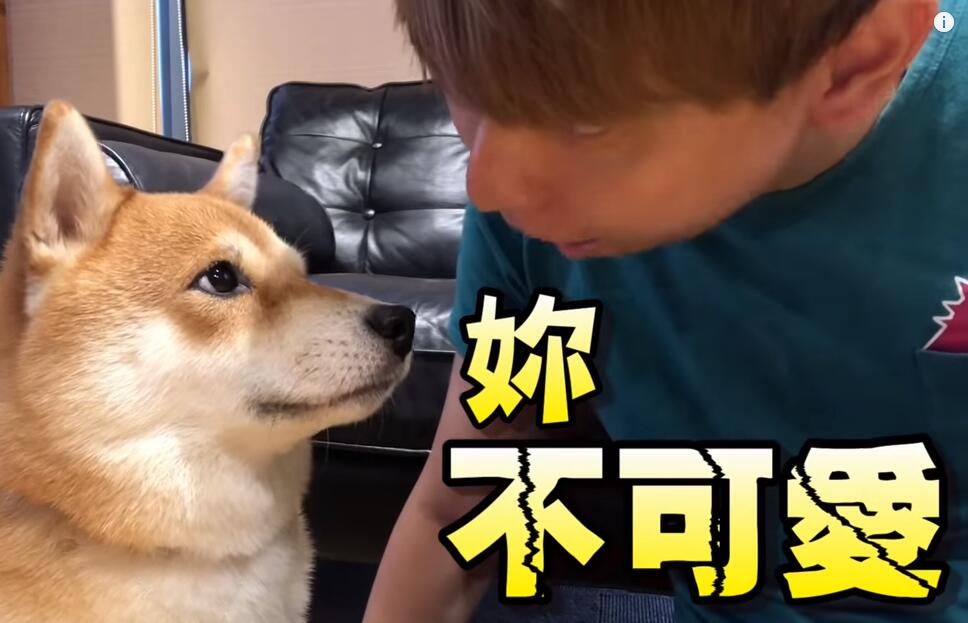 超自恋的柴犬 说不可爱就肉拳攻击