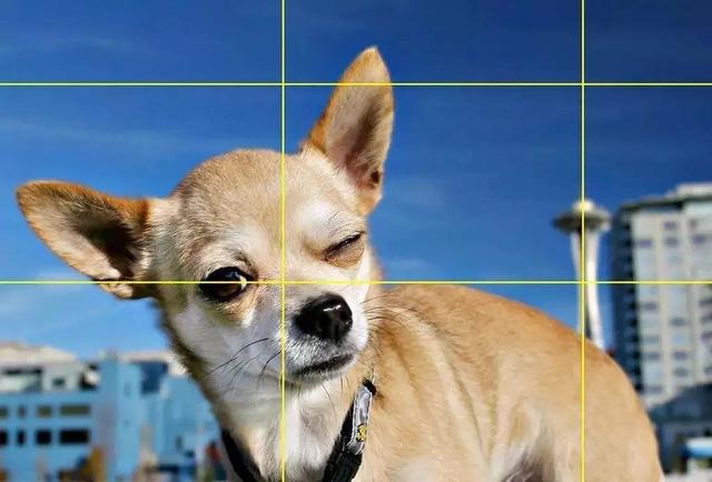 铲屎官想用手机拍出可爱萌宠照,这五点技巧学会后,轻松便能上手