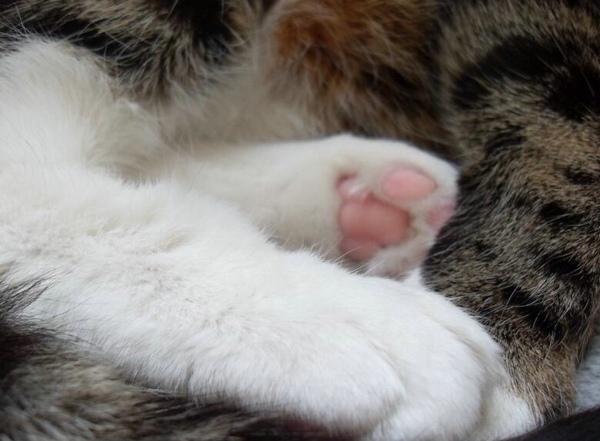 猫爪X光 骨折了吗？有点可爱怎么回事