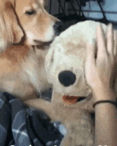 嫉妒让狗子面目全非 逼急了会做这种事