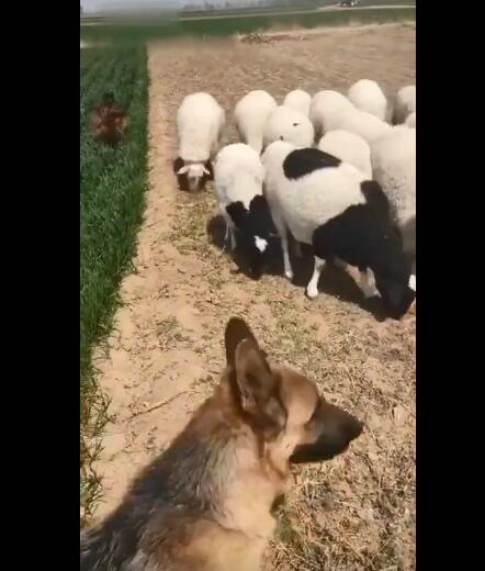 羊:吃一口怎么了 皮一下很开心