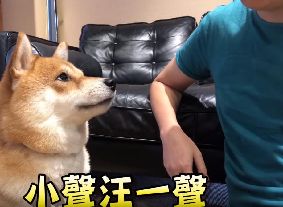 超自恋的柴犬 说不可爱就肉拳攻击