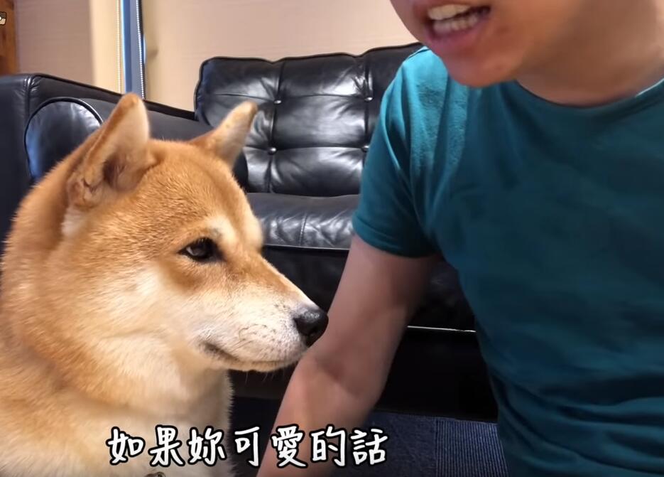 超自恋的柴犬 说不可爱就肉拳攻击