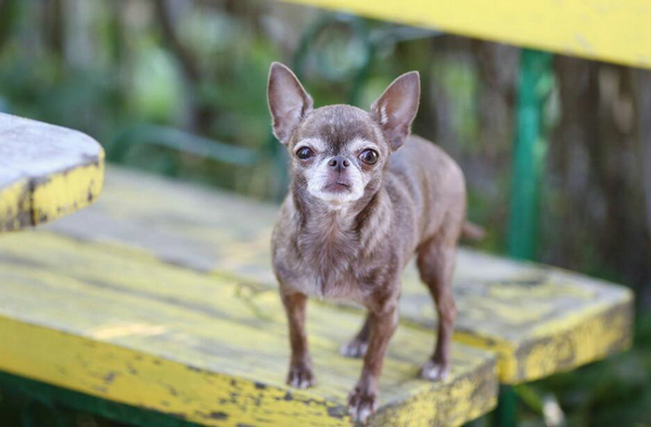 狗能听懂人话吗? 狗听到狗肉汤会害怕是怎么回事