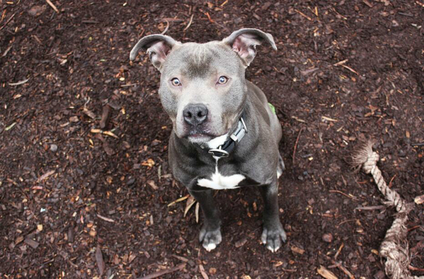 狗能听懂人话吗? 狗听到狗肉汤会害怕是怎么回事