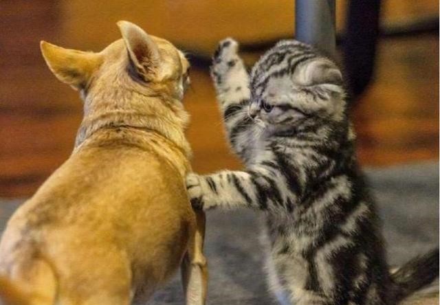 小奶猫和小狼猫分别被强吻后的反应 真是绝了