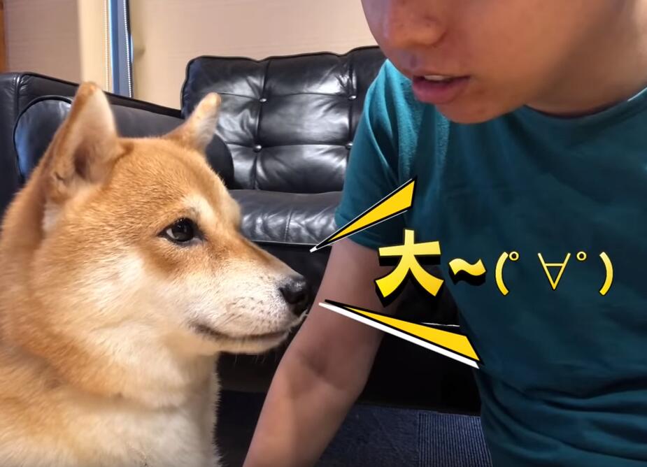 超自恋的柴犬 说不可爱就肉拳攻击