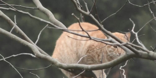 爬这么高是在看风景吗？ 奶奶养的猫居然这么调皮