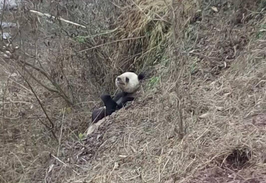 野生熊猫啃食镜头 也太可爱了吧