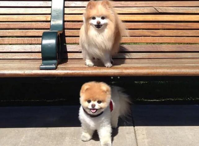 惋惜! 世界上最可爱的狗死于心碎