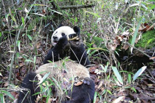野生熊猫啃食镜头 也太可爱了吧