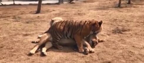 未成年公老虎宠溺成年公狮子 这是在撒糖吗