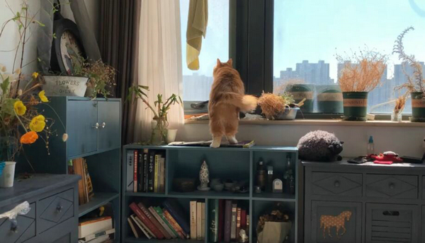 太向往外面的生活了 喵星人的这些背影