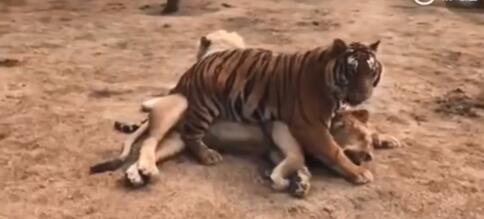 未成年公老虎宠溺成年公狮子 这是在撒糖吗