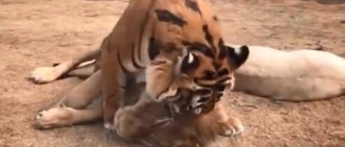 未成年公老虎宠溺成年公狮子 这是在撒糖吗