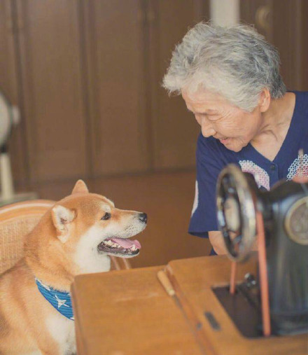 老人与柴犬 这组照片要火便全网了