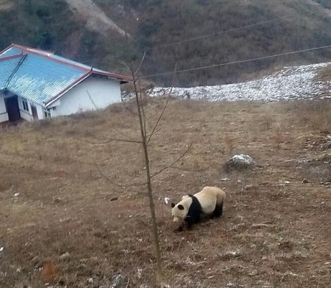 野生熊猫啃食镜头 也太可爱了吧