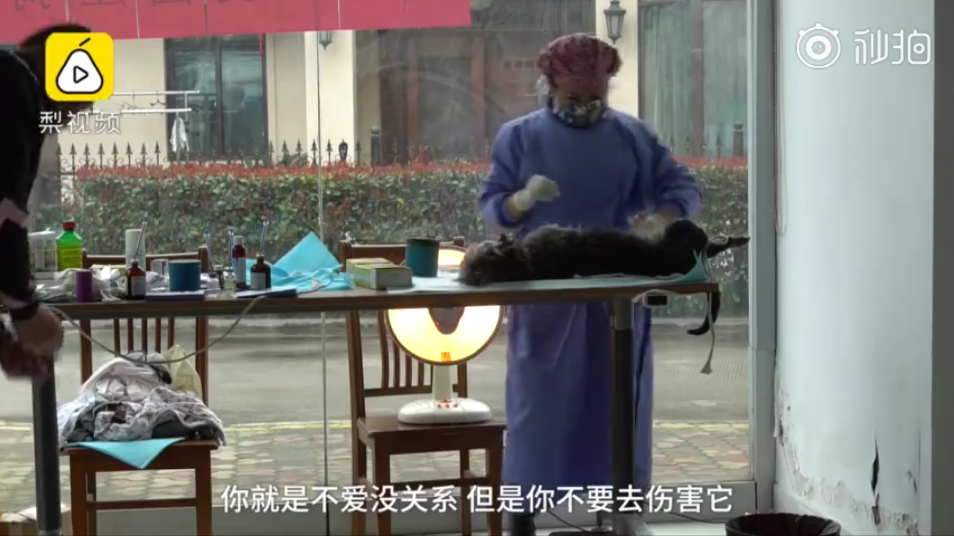 居民联手物业号召给流浪猫狗做绝育手术 不要再伤害无辜的小动物了