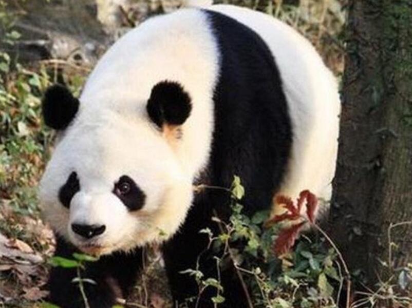 野生熊猫啃食镜头 也太可爱了吧