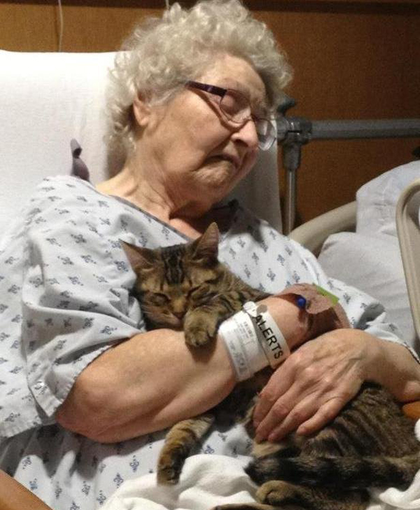 爬这么高是在看风景吗？ 奶奶养的猫居然这么调皮