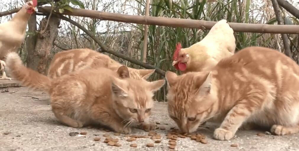 爬这么高是在看风景吗？ 奶奶养的猫居然这么调皮