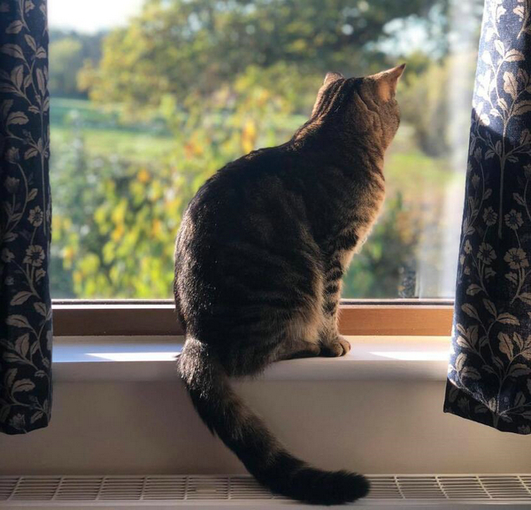 太向往外面的生活了 喵星人的这些背影