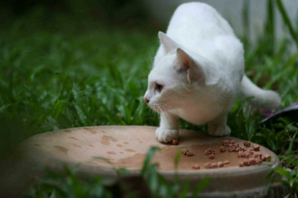 十万顿流浪猫大餐 一波爱心袭来