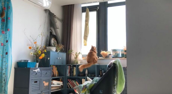 太向往外面的生活了 喵星人的这些背影