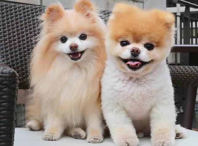 惋惜! 世界上最可爱的狗死于心碎