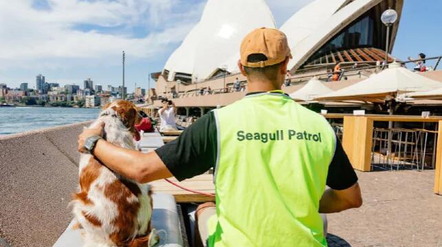 悉尼歌剧院为解决海鸥问题 动用狗狗来帮忙驱赶海鸥