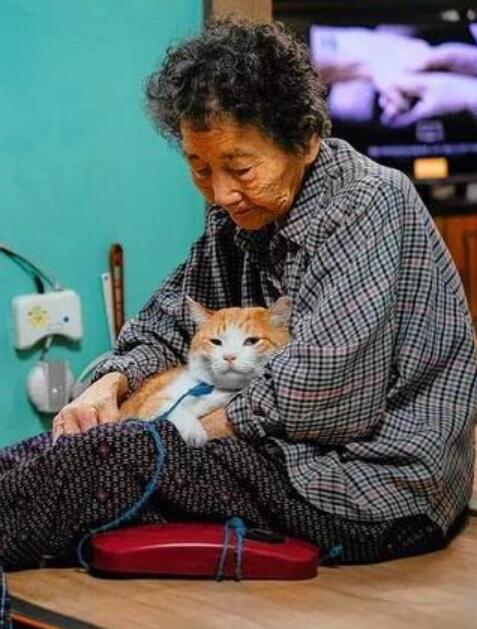 爬这么高是在看风景吗？ 奶奶养的猫居然这么调皮